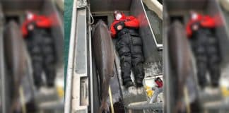 Monstro do rio’ de 109 kg é pescado nos EUA e pode ter mais de 100 anos