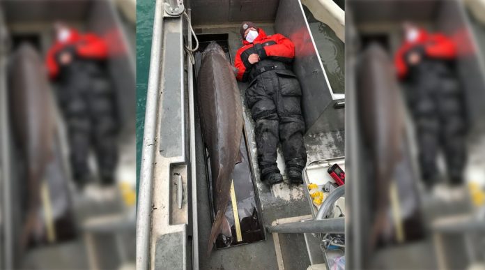 Monstro do rio’ de 109 kg é pescado nos EUA e pode ter mais de 100 anos