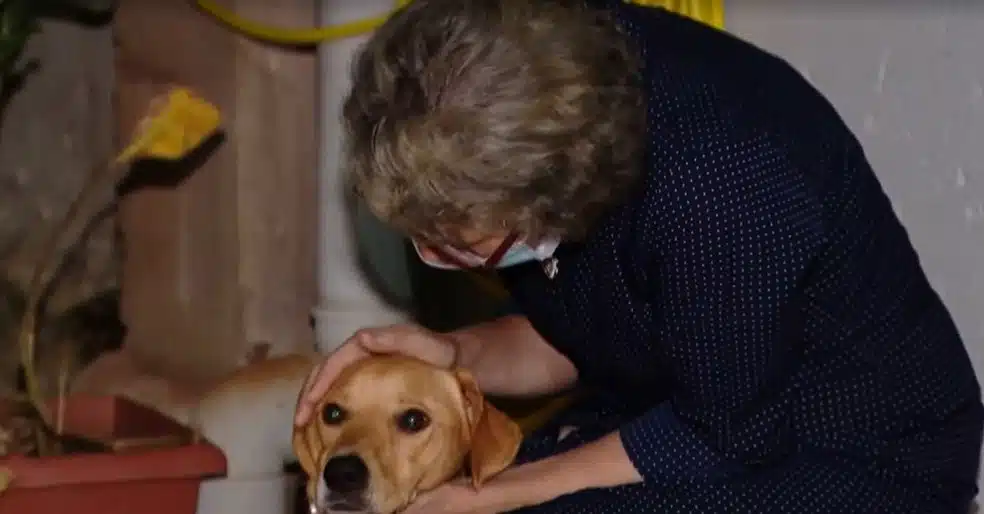 Mulher viaja 1.300 km para reencontrar seu cachorrinho perdido: 'De Santa Catarina à Minas Gerais' revistapazes.com - Mulher viaja 1.300 km para reencontrar seu cachorrinho perdido: 'De Santa Catarina à Minas Gerais'