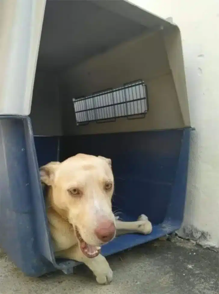 Cachorrinho que 'vendia' quitutes para custear sua cirurgia falece dias antes do procedimento revistapazes.com - Cachorrinho que 'vendia' quitutes para custear sua cirurgia falece dias antes do procedimento