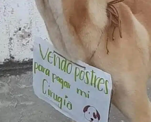 Cachorrinho que 'vendia' quitutes para custear sua cirurgia falece dias antes do procedimento revistapazes.com - Cachorrinho que 'vendia' quitutes para custear sua cirurgia falece dias antes do procedimento