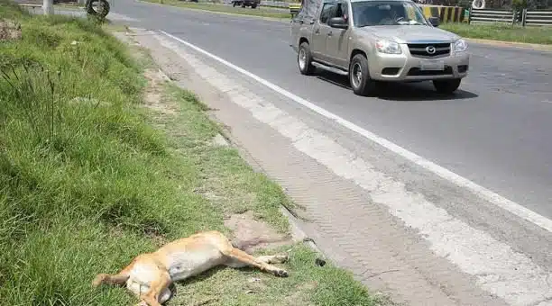 Cachorrinho que 'vendia' quitutes para custear sua cirurgia falece dias antes do procedimento revistapazes.com - Cachorrinho que 'vendia' quitutes para custear sua cirurgia falece dias antes do procedimento