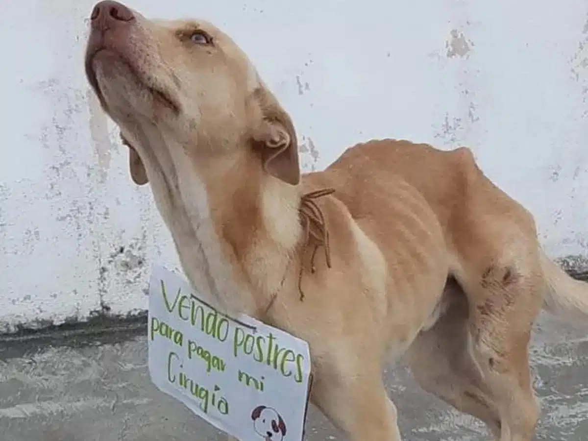 Cachorrinho que 'vendia' quitutes para custear sua cirurgia falece dias antes do procedimento revistapazes.com - Cachorrinho que 'vendia' quitutes para custear sua cirurgia falece dias antes do procedimento