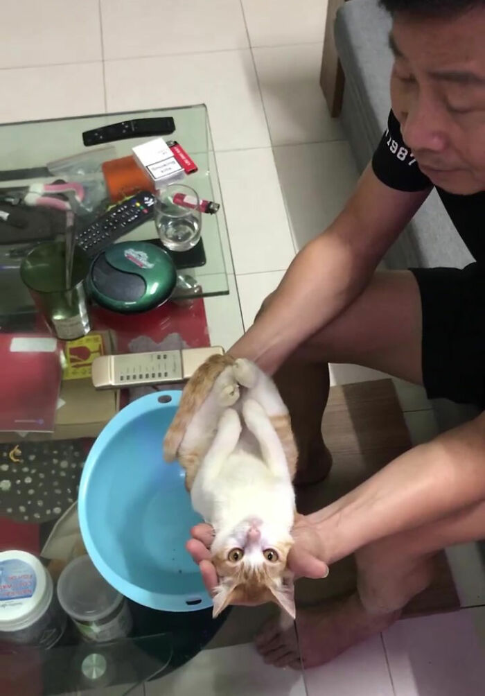 revistapazes.com - Em vídeo fofo, futuro avô mostra o filho como dar banho em um bebê usando gato como exemplo