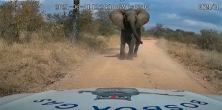 Elefante esmaga carro e deixa motorista em pânico. Assista ao vídeo