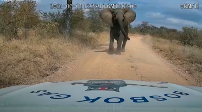 Elefante esmaga carro e deixa motorista em pânico. Assista ao vídeo
