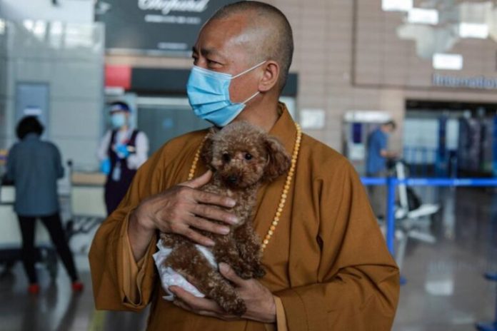 Monge salva a vida de mais de 8 mil cachorros abandonados na China