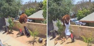 Jovem enfrenta urso para salvar os seus cães