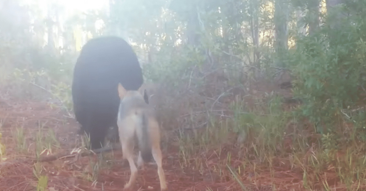 revistapazes.com - C&acirc;mera captura urso e coiote caminhando juntos na floresta como dois velhos amigos