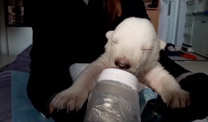 revistapazes.com - Filhotes de urso polar abandonados pela própria mãe são acolhidos por zoológico da Rússia