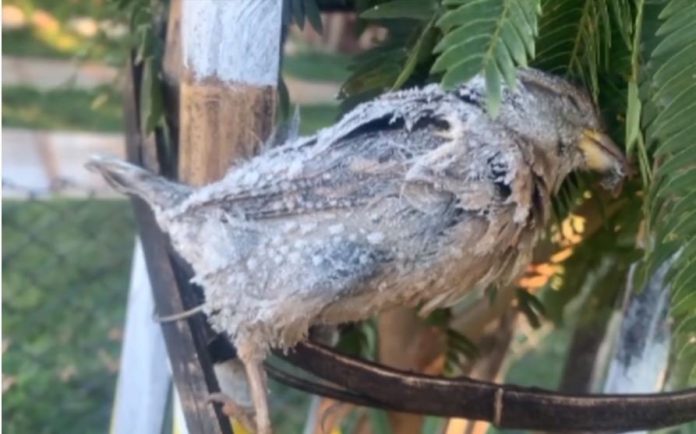 Pássaro fica congelado após temperatura negativa no Paraná e foto viraliza