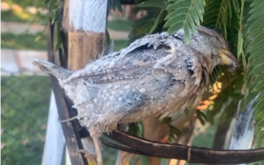 revistapazes.com - Pássaro fica congelado após temperatura negativa no Paraná e foto viraliza