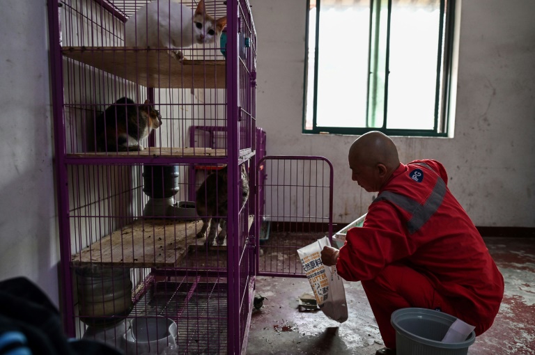 revistapazes.com - Monge salva a vida de mais de 8 mil cachorros abandonados na China