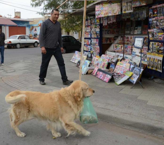 revistapazes.com - Cachorrinho 'entregador' que fazia compras para o dono todos os dias falece na Argentina