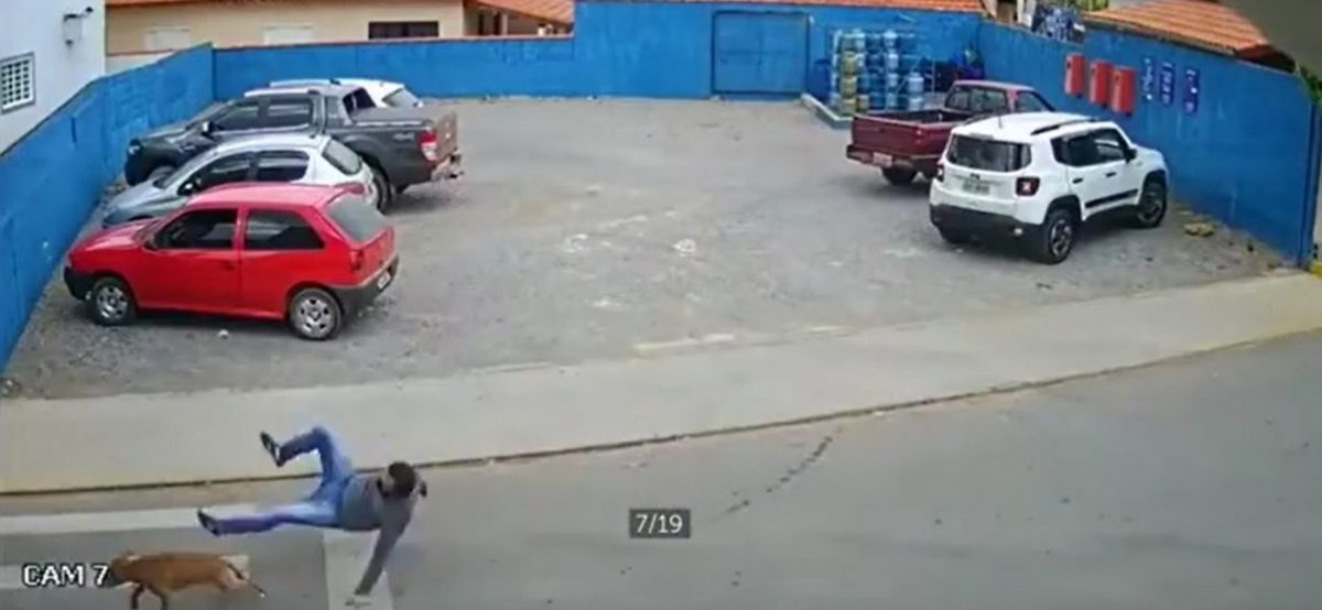 revistapazes.com - Em vídeo inusitado, cachorro atropela homem que tentava atravessar rua; assista