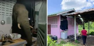 Elefante quebra a parede de uma casa porque queria comer um saco de arroz. Acordou toda a familia