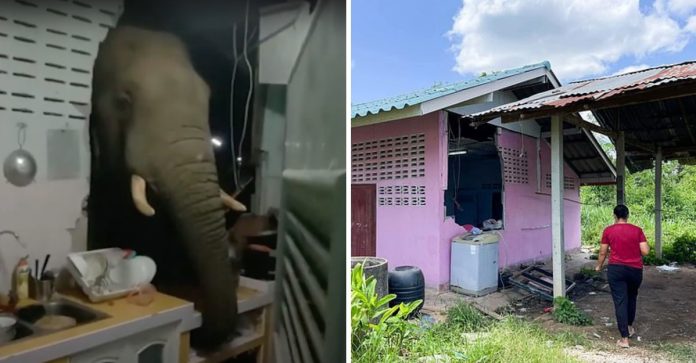 Elefante quebra a parede de uma casa porque queria comer um saco de arroz. Acordou toda a familia