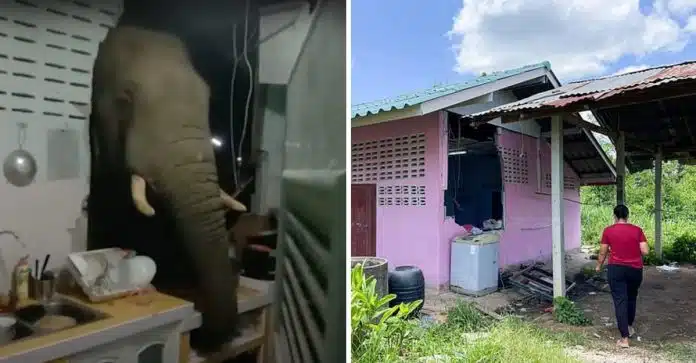 elefante-destruyo-casa-arroz Elefante quebra a parede de uma casa porque queria comer um saco de arroz. Acordou toda a familia