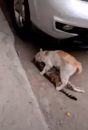 revistapazes.com - Em vídeo comovente, gatinho desesperado tenta salvar a vida de seu melhor amigo atropelado