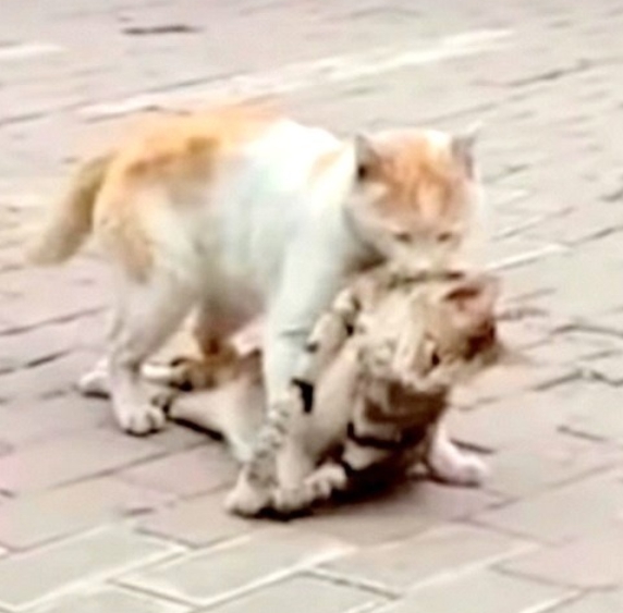 revistapazes.com - Em vídeo comovente, gatinho desesperado tenta salvar a vida de seu melhor amigo atropelado