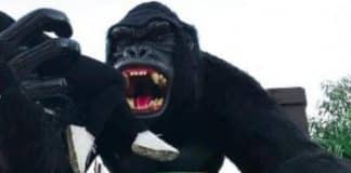 Criança de 6 anos cai de atração no Beto Carrero World e tem traumatismo craniano