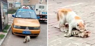 Em vídeo comovente, gatinho desesperado tenta salvar a vida de seu melhor amigo atropelado