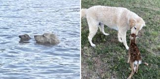 Cachorrinho nada 60 metros em lago para salvar filhote de cervo que estava se afogando
