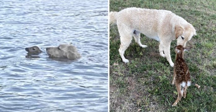 Cachorrinho nada 60 metros em lago para salvar filhote de cervo que estava se afogando