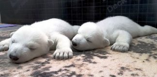 Filhotes de urso polar abandonados pela própria mãe são acolhidos por zoológico da Rússia