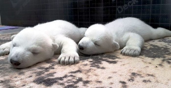 Filhotes de urso polar abandonados pela própria mãe são acolhidos por zoológico da Rússia