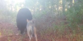Câmera captura urso e coiote caminhando juntos na floresta como dois velhos amigos