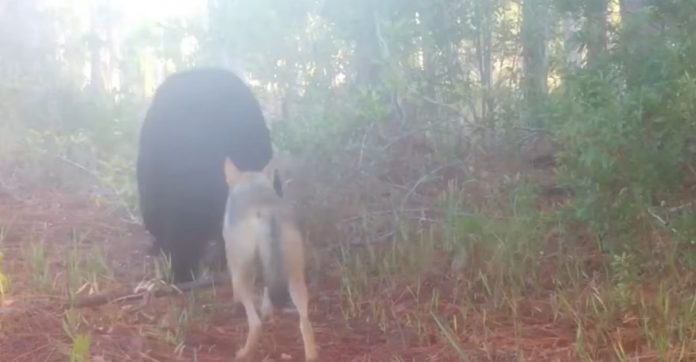 Câmera captura urso e coiote caminhando juntos na floresta como dois velhos amigos