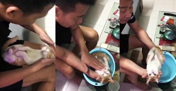 Em vídeo fofo, futuro avô mostra o filho como dar banho em um bebê usando gato como exemplo
