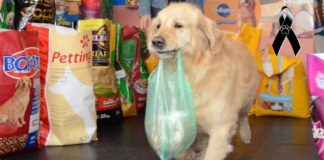 Cachorrinho ‘entregador’ que fazia compras para o dono todos os dias falece na Argentina