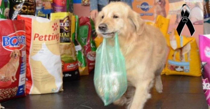 Cachorrinho ‘entregador’ que fazia compras para o dono todos os dias falece na Argentina