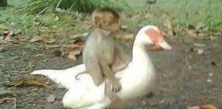 Pato e macaco que eram amigos desde filhotes falecem tragicamente após acidente com cabo energizado