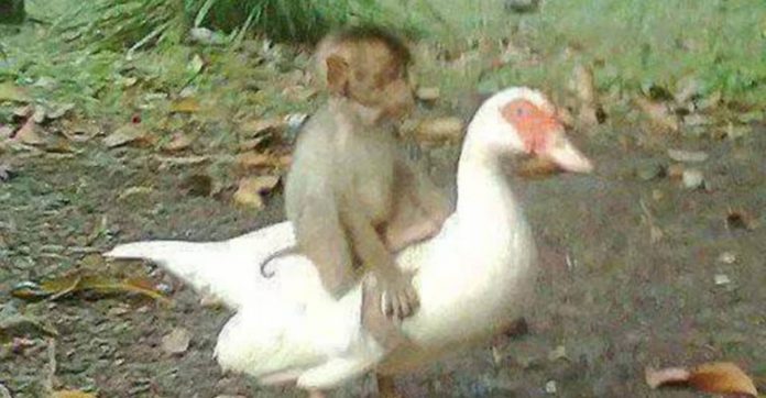 Pato e macaco que eram amigos desde filhotes falecem tragicamente após acidente com cabo energizado
