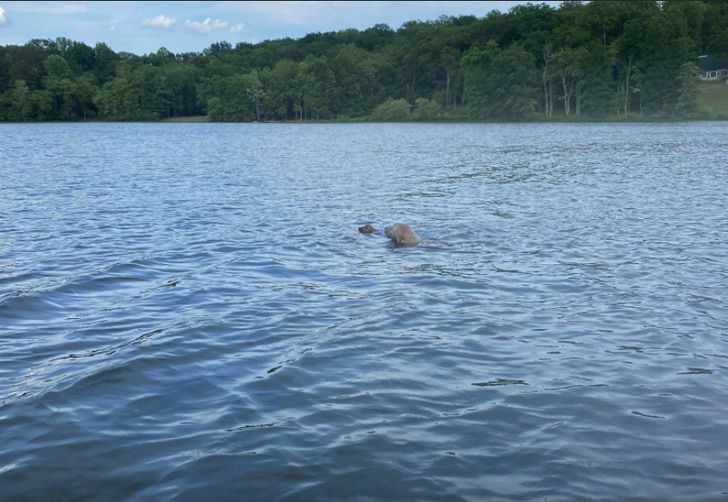 revistapazes.com - Cachorrinho nada 60 metros em lago para salvar filhote de cervo que estava se afogando