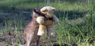 Canguru órfão comove a todos ao ser flagrado abraçando um urso de pelúcia