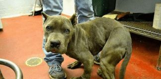 Cão ficou com o corpo deformado após ficar 2 anos preso em uma gaiola