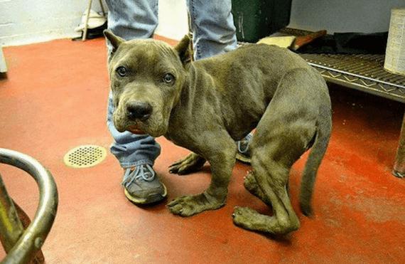 Cão ficou com o corpo deformado após ficar 2 anos preso em uma gaiola