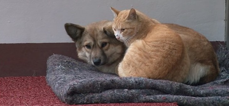 revistapazes.com - Gato de rua abraça cachorrinho que foi abandonado pelos donos: 'Exemplo de empatia'