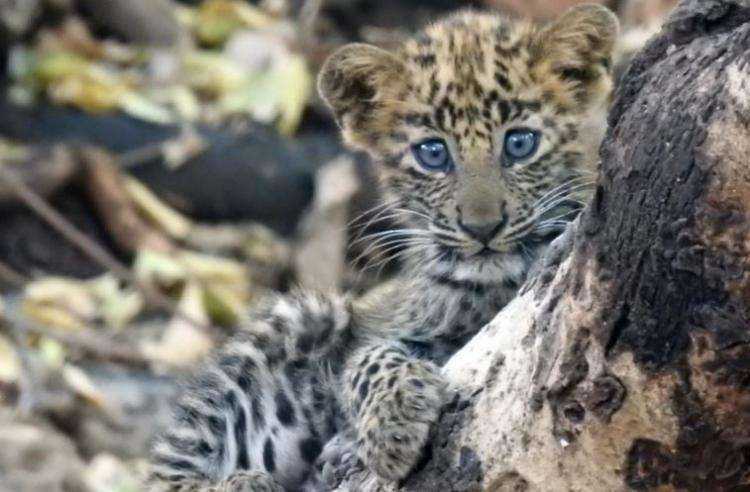 revistapazes.com - Leoa adota gatinho leopardo: primeiro caso comprovado dessa adoção tão singular