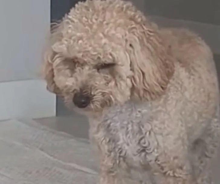 revistapazes.com - Cãozinho traumatizado se recusa a dormir com medo de ser abandonado pelos novos donos
