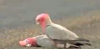 Cacatua australiana se despede de seu falecido parceiro no chão: “ela parecia que estava tentando acordá-lo”