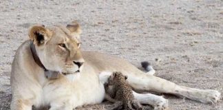 Leoa adota gatinho leopardo: primeiro caso comprovado dessa adoção tão singular