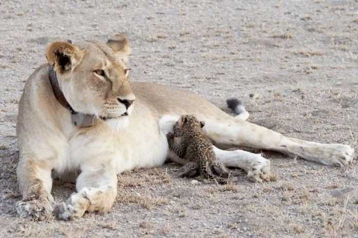 Leoa adota gatinho leopardo: primeiro caso comprovado dessa adoção tão singular