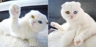 Este gato da raça Scottish Folds branco puríssimo deixará você hipnotizado