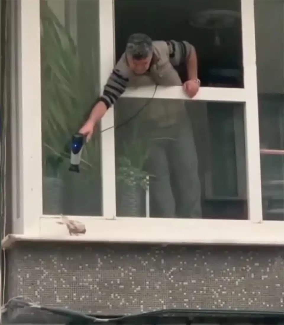 Desconhecido usa secador para aquecer pombo que tremia de frio na janela de sua casa revistapazes.com - Desconhecido usa secador para aquecer pombo que tremia de frio na janela de sua casa