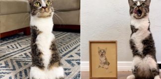 Vídeo de um gatinho com apenas duas patas faz sucesso na internet